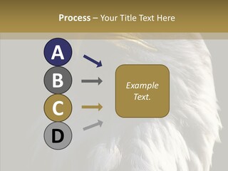 Alaska Predator Bird PowerPoint Template