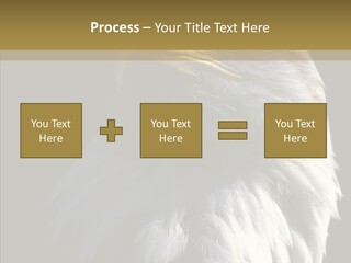 Alaska Predator Bird PowerPoint Template