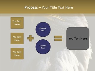 Alaska Predator Bird PowerPoint Template