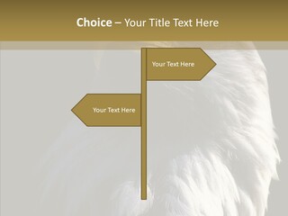 Alaska Predator Bird PowerPoint Template