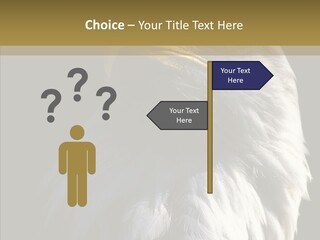 Alaska Predator Bird PowerPoint Template
