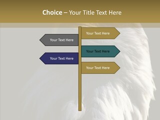 Alaska Predator Bird PowerPoint Template