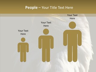 Alaska Predator Bird PowerPoint Template