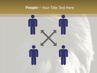 Alaska Predator Bird PowerPoint Template