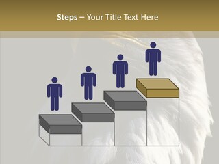 Alaska Predator Bird PowerPoint Template