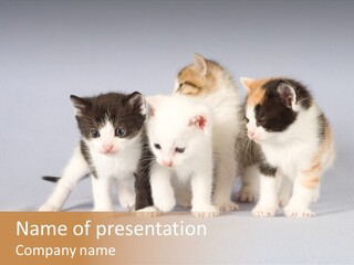 Kitten Soft Feline PowerPoint Template