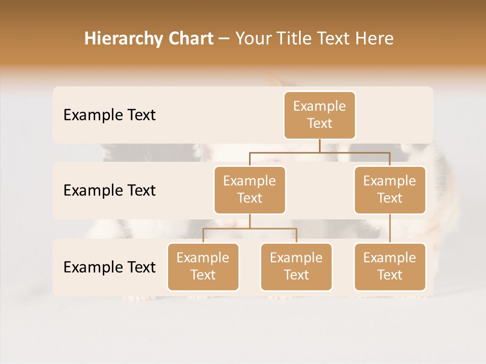 Kitten Soft Feline PowerPoint Template
