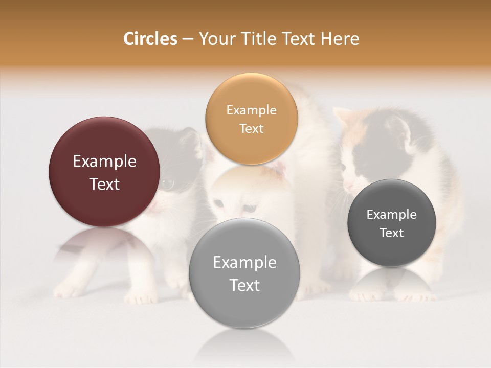 Kitten Soft Feline PowerPoint Template