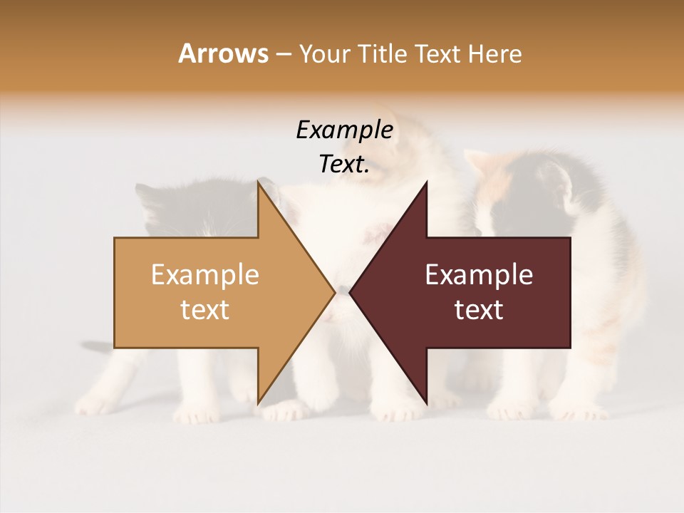 Kitten Soft Feline PowerPoint Template