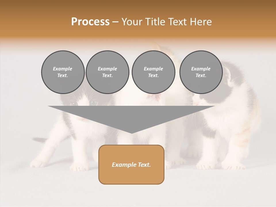 Kitten Soft Feline PowerPoint Template