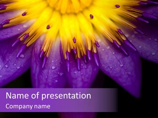 Tranquil Waterlily Card PowerPoint Template