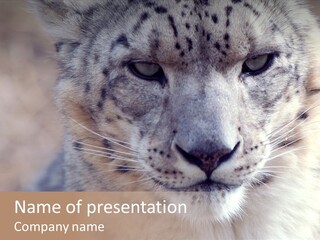 Mammal Zoo Portrait PowerPoint Template