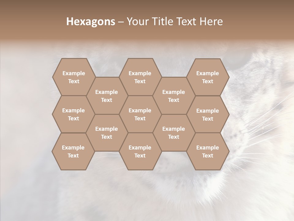 Mammal Zoo Portrait PowerPoint Template