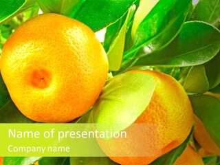 Nature Tangerine Fruit PowerPoint Template