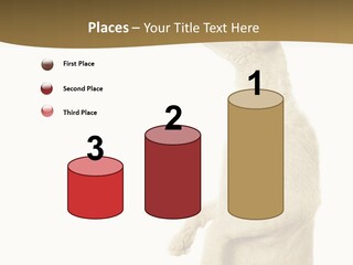 Cat Pet Inquisitive PowerPoint Template