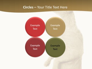 Cat Pet Inquisitive PowerPoint Template