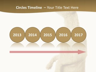 Cat Pet Inquisitive PowerPoint Template