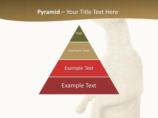Cat Pet Inquisitive PowerPoint Template