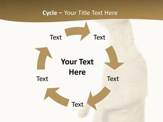 Cat Pet Inquisitive PowerPoint Template