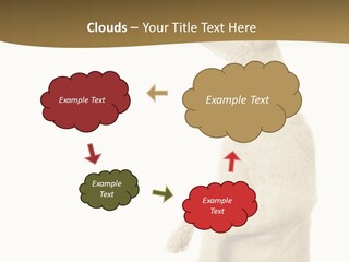 Cat Pet Inquisitive PowerPoint Template