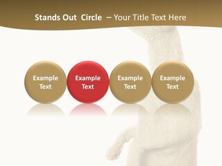 Cat Pet Inquisitive PowerPoint Template