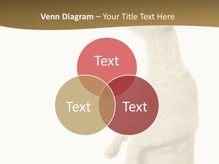 Cat Pet Inquisitive PowerPoint Template
