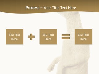 Cat Pet Inquisitive PowerPoint Template