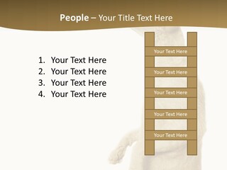 Cat Pet Inquisitive PowerPoint Template