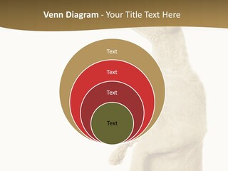 Cat Pet Inquisitive PowerPoint Template