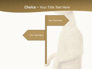 Cat Pet Inquisitive PowerPoint Template