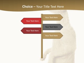 Cat Pet Inquisitive PowerPoint Template