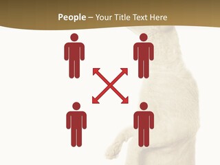 Cat Pet Inquisitive PowerPoint Template
