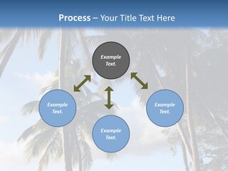 Tourism Shore Coconut PowerPoint Template