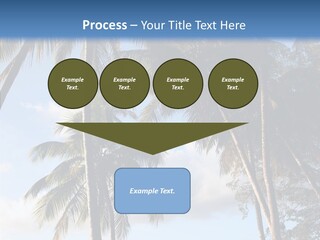 Tourism Shore Coconut PowerPoint Template