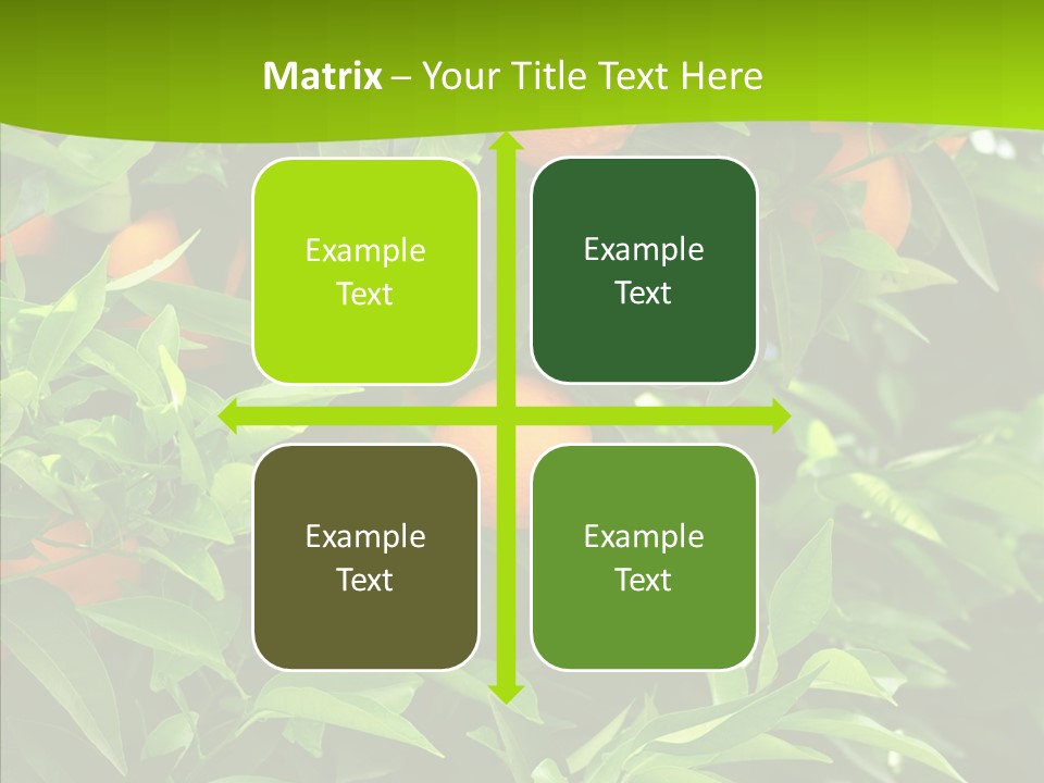 Citrus Growers Farm PowerPoint Template