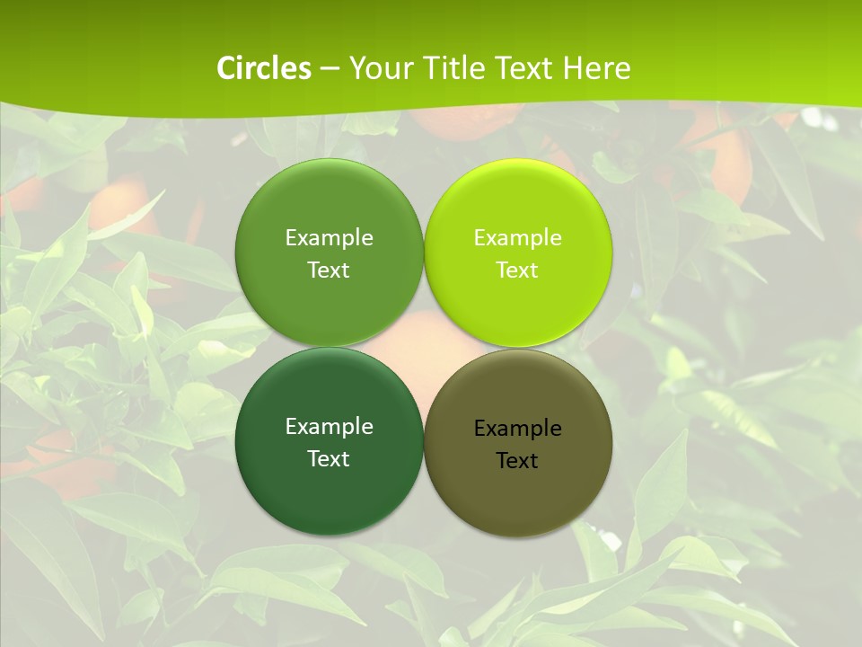Citrus Growers Farm PowerPoint Template