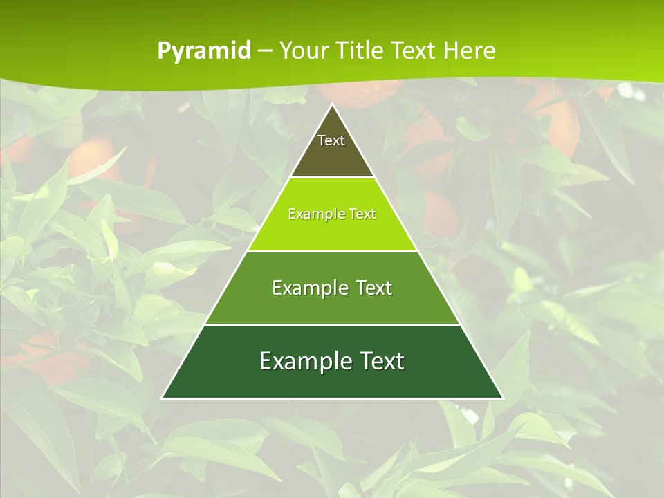 Citrus Growers Farm PowerPoint Template