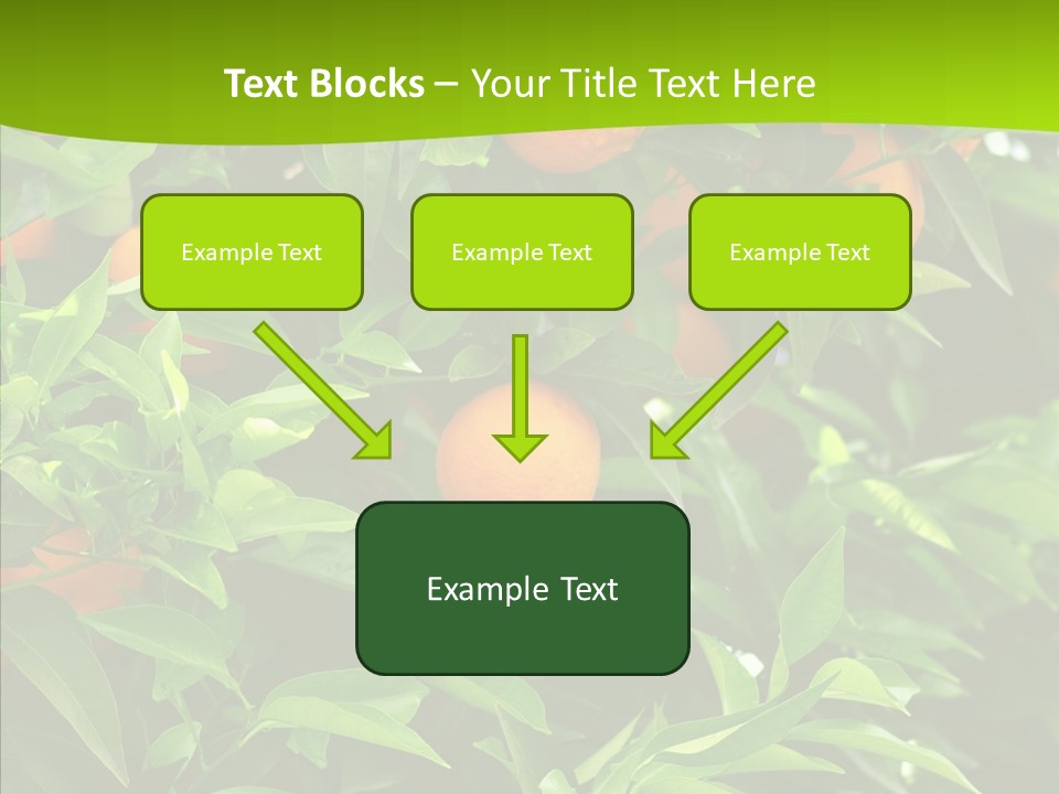 Citrus Growers Farm PowerPoint Template
