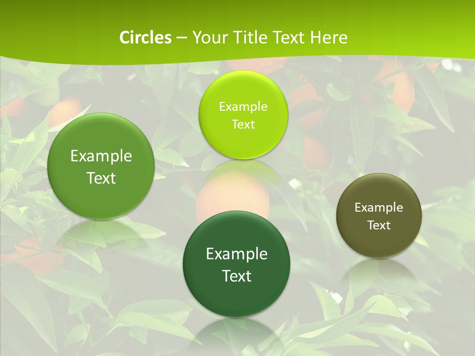 Citrus Growers Farm PowerPoint Template