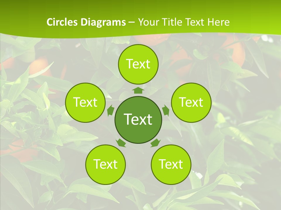 Citrus Growers Farm PowerPoint Template