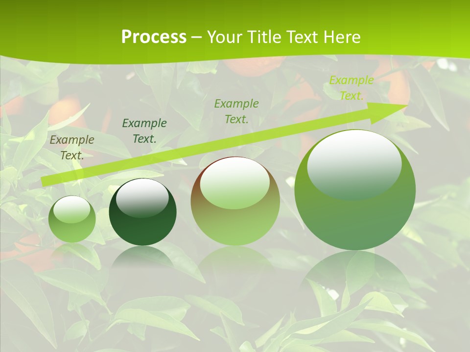 Citrus Growers Farm PowerPoint Template