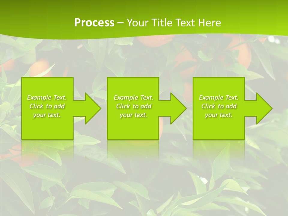 Citrus Growers Farm PowerPoint Template