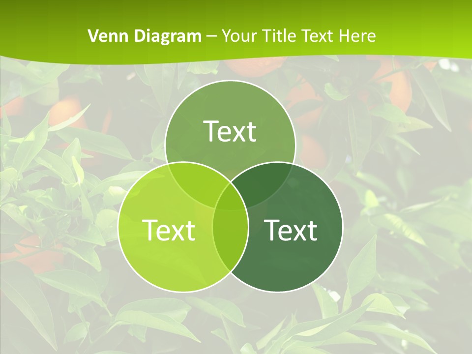 Citrus Growers Farm PowerPoint Template
