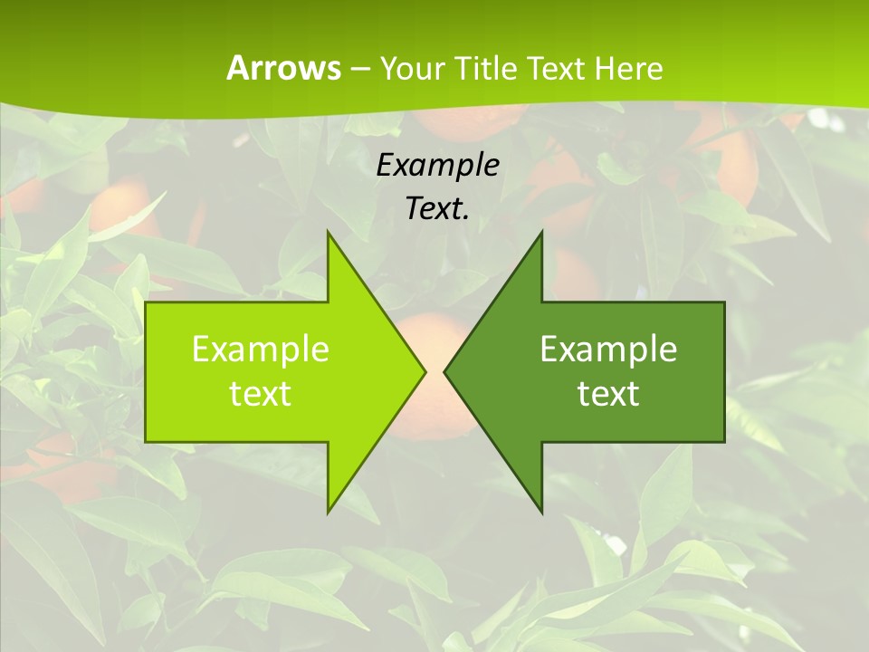 Citrus Growers Farm PowerPoint Template