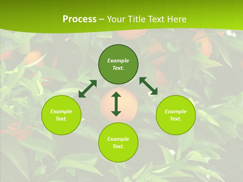 Citrus Growers Farm PowerPoint Template