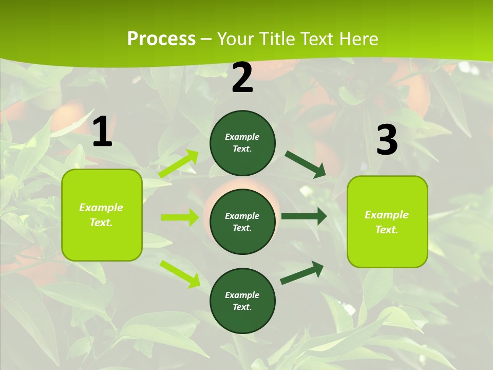 Citrus Growers Farm PowerPoint Template