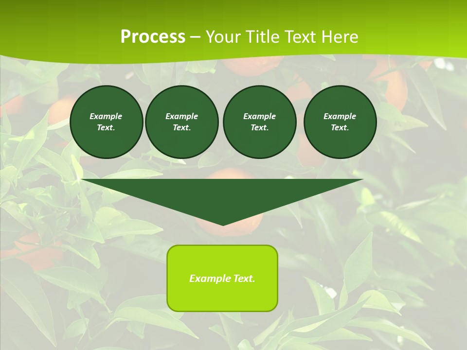 Citrus Growers Farm PowerPoint Template