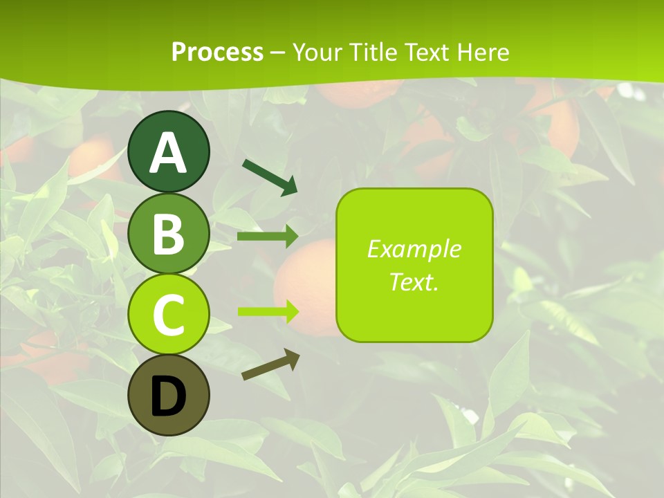 Citrus Growers Farm PowerPoint Template