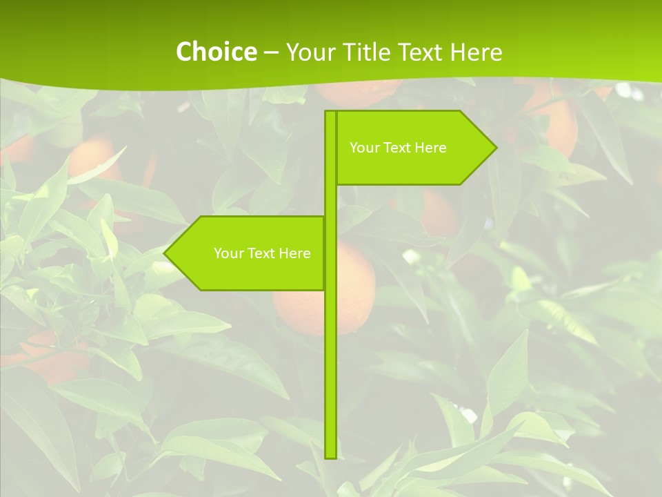 Citrus Growers Farm PowerPoint Template