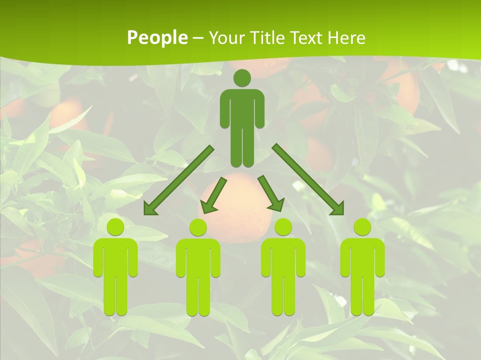 Citrus Growers Farm PowerPoint Template